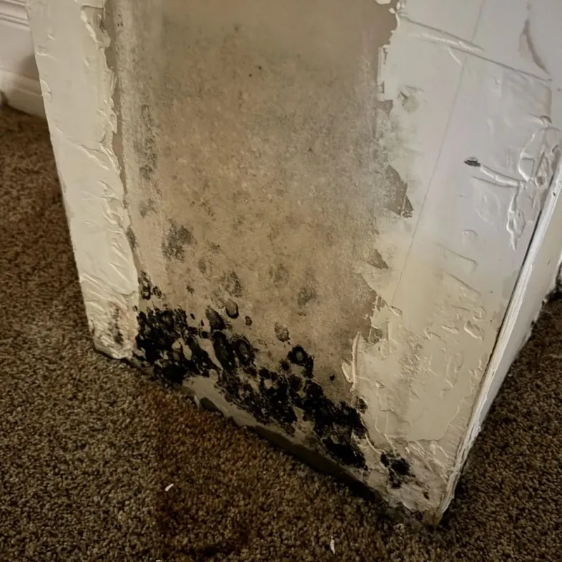 Professional Mold Removal in Wellsville, NY